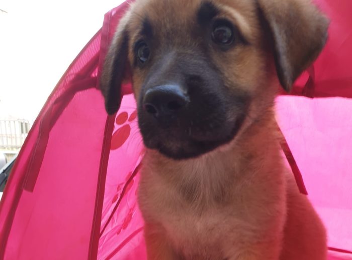 💘ZOE, MERAVIGLIOSA DOLCE CUCCIOLOTTA MIX PASTORE TEDESCO, CERCA ADOZIONE 🏠