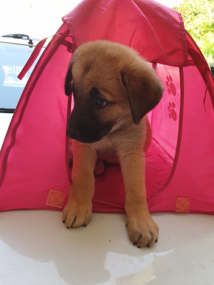 💘ZOE, MERAVIGLIOSA DOLCE CUCCIOLOTTA MIX PASTORE TEDESCO, CERCA ADOZIONE 🏠