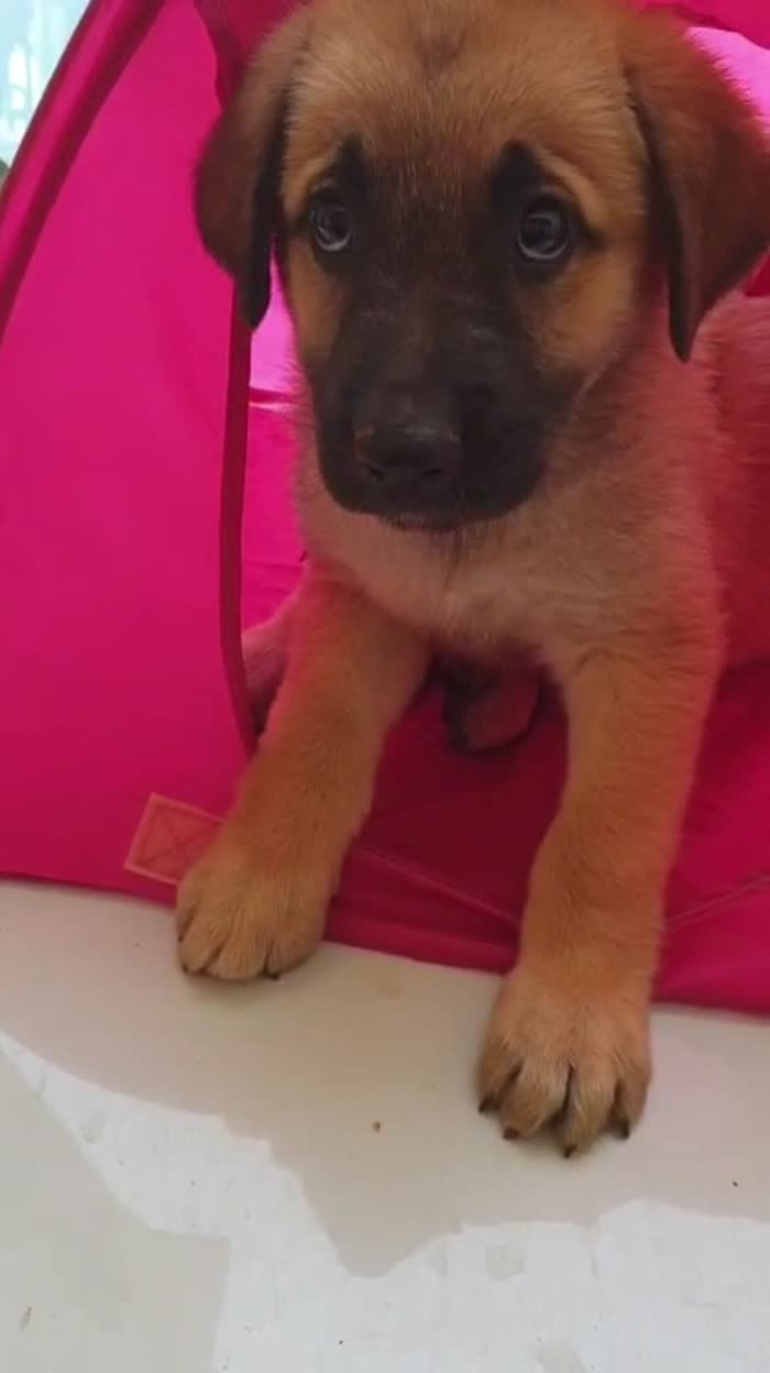 💘ZOE, MERAVIGLIOSA DOLCE CUCCIOLOTTA MIX PASTORE TEDESCO, CERCA ADOZIONE 🏠