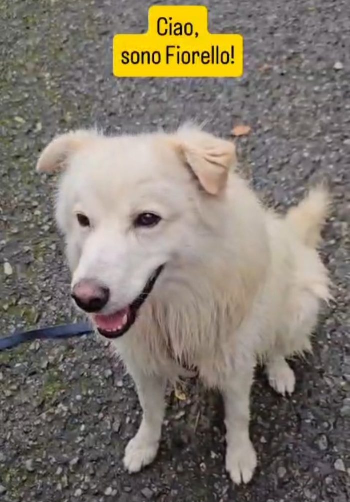 5anni,2 a catena,da 3 in box.SOS CASA CON GIARDINO. NOVARA