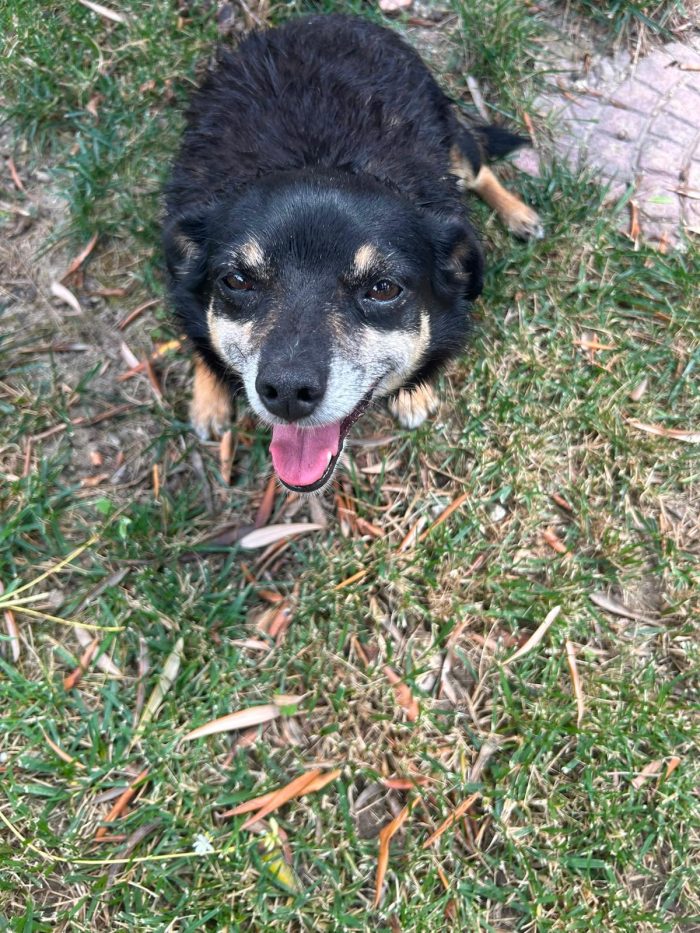 Fortuna tenera piccola cagnolina cerca casa