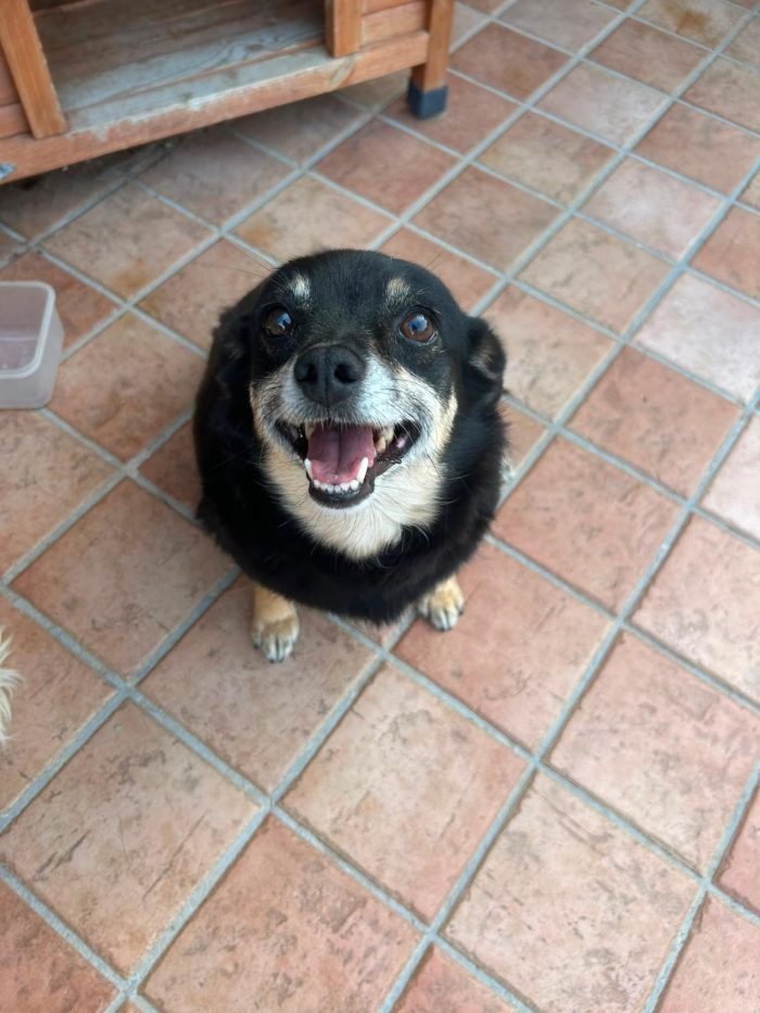 Fortuna tenera piccola cagnolina cerca casa