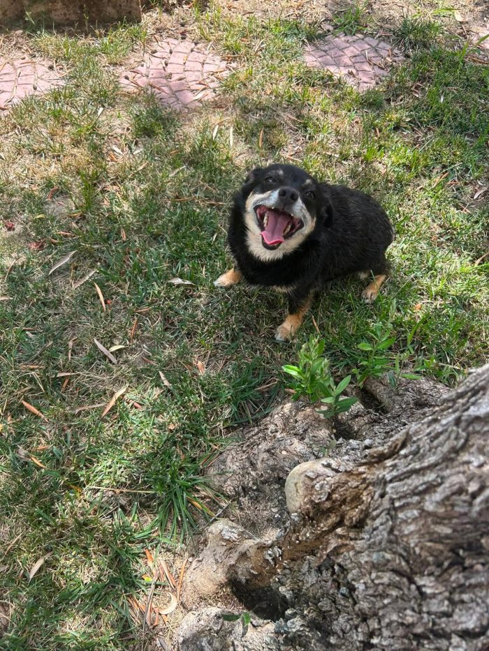 Fortuna tenera piccola cagnolina cerca casa - media 4