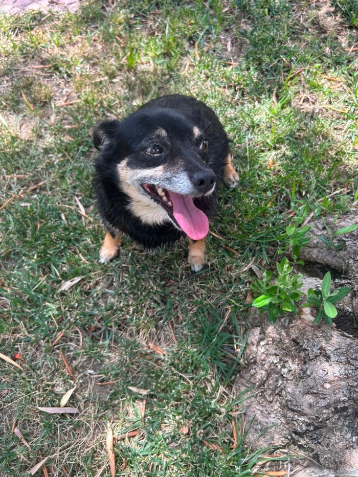 Fortuna tenera piccola cagnolina cerca casa - media 5
