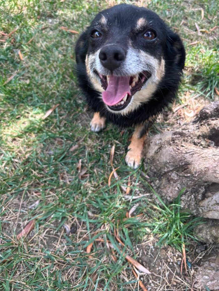 Fortuna tenera piccola cagnolina cerca casa
