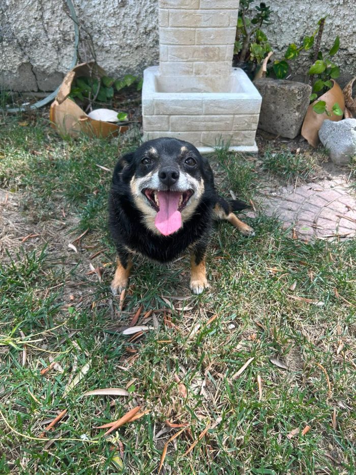 Fortuna tenera piccola cagnolina cerca casa - media 6