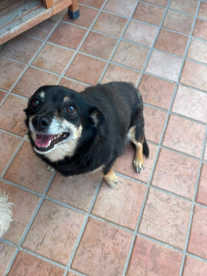Fortuna tenera piccola cagnolina cerca casa - media 7