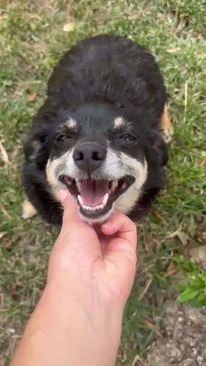 Fortuna tenera piccola cagnolina cerca casa - media 8