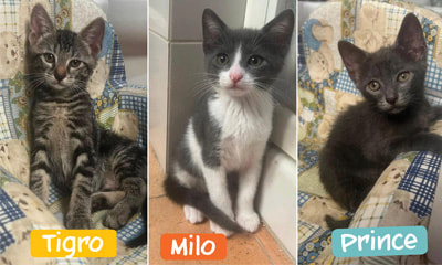 3 GATTINI DI 60 GG. CERCANO CASA