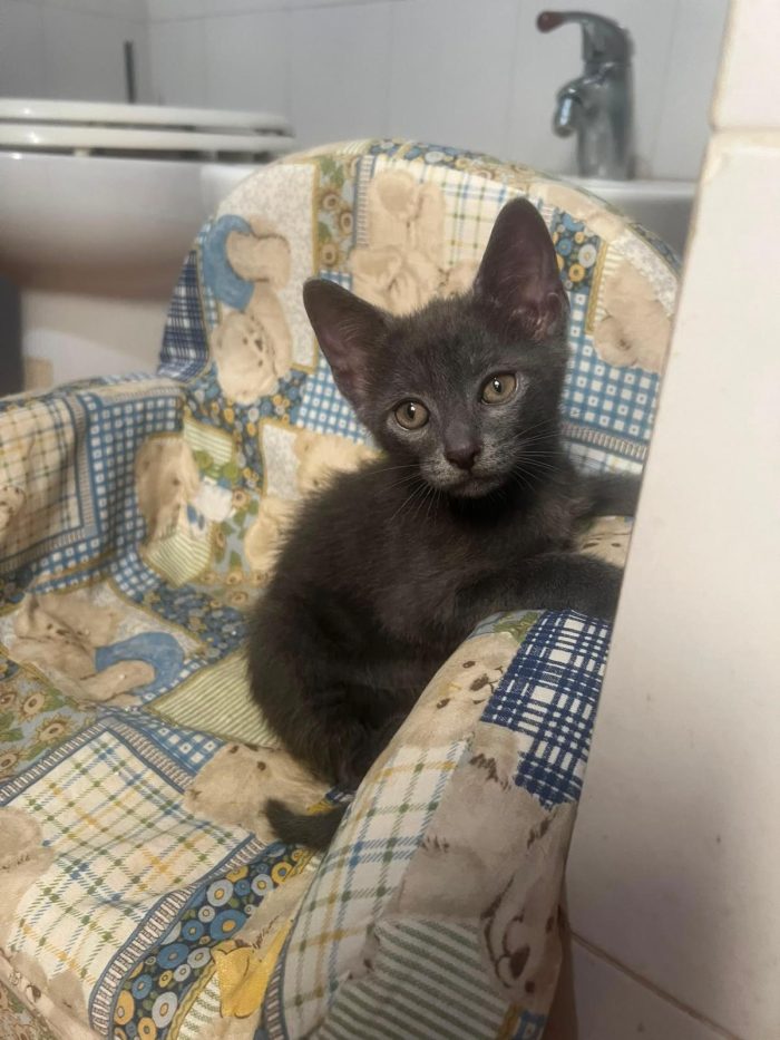 3 GATTINI DI 60 GG. CERCANO CASA