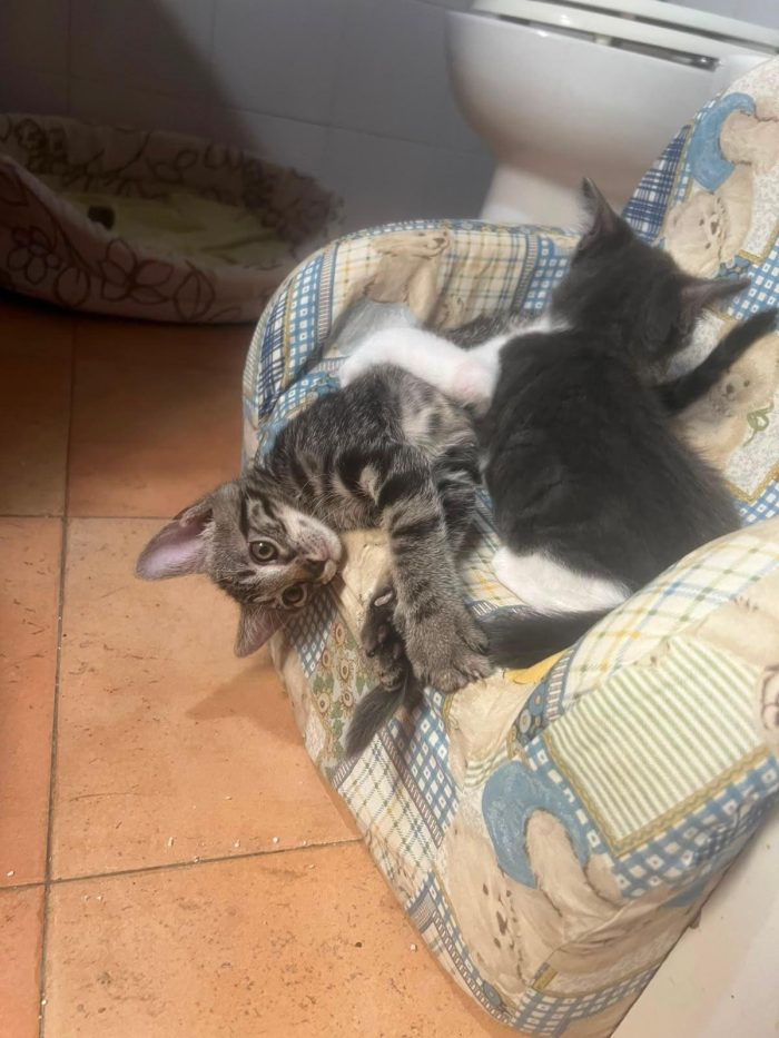 3 GATTINI DI 60 GG. CERCANO CASA - media 7