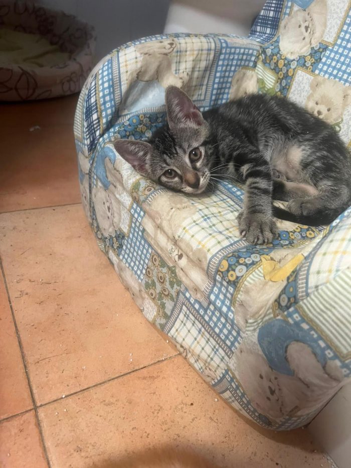 3 GATTINI DI 60 GG. CERCANO CASA - media 6