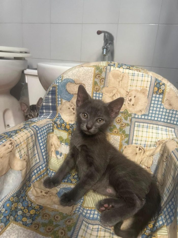 3 GATTINI DI 60 GG. CERCANO CASA
