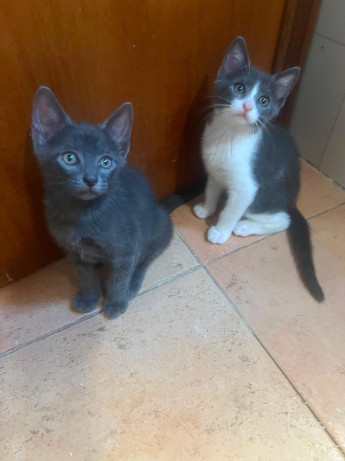 3 GATTINI DI 60 GG. CERCANO CASA - media 4