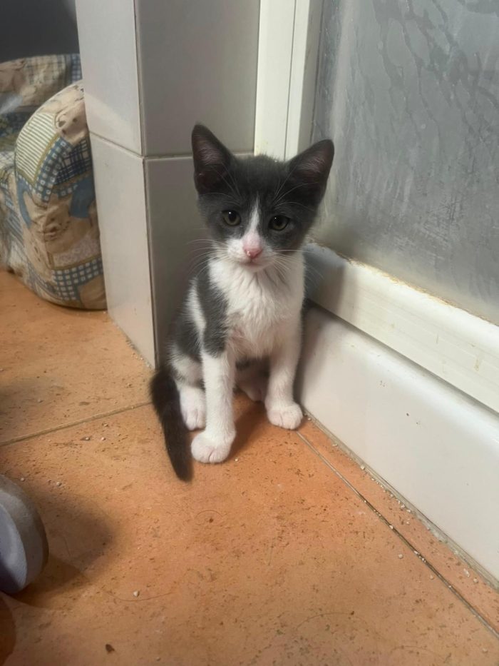3 GATTINI DI 60 GG. CERCANO CASA - media 5