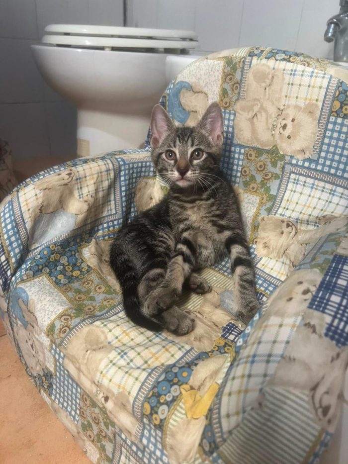 3 GATTINI DI 60 GG. CERCANO CASA - media 8