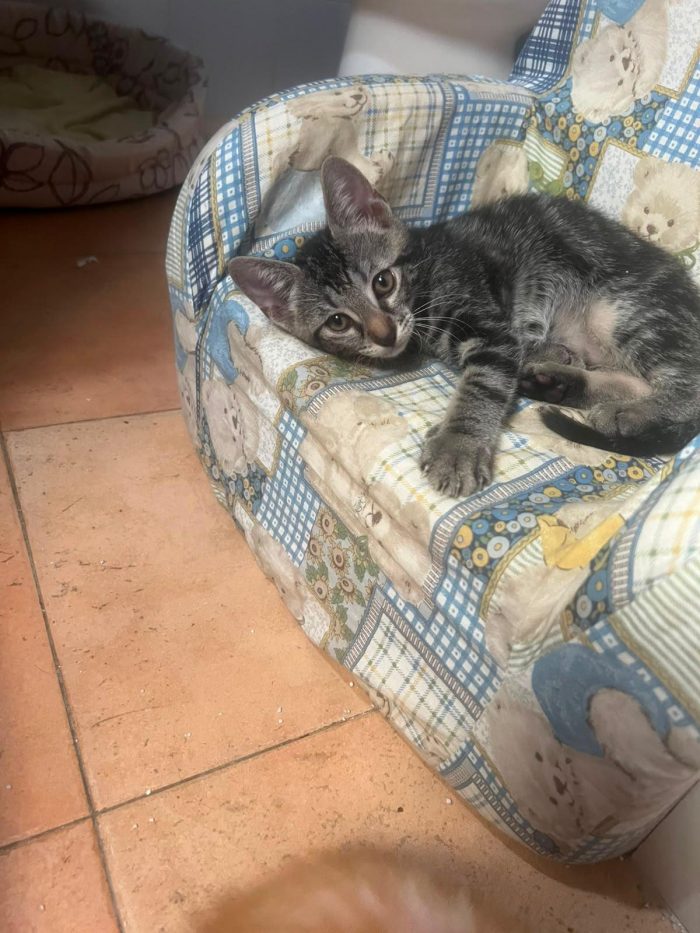 3 GATTINI DI 60 GG. CERCANO CASA - media 10