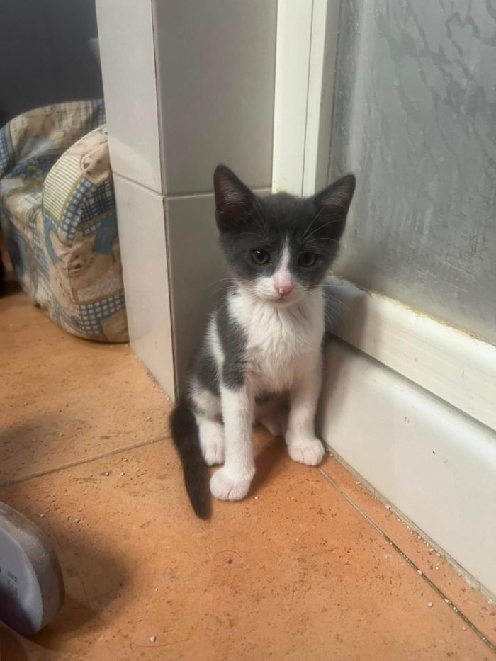3 GATTINI DI 60 GG. CERCANO CASA - media 9