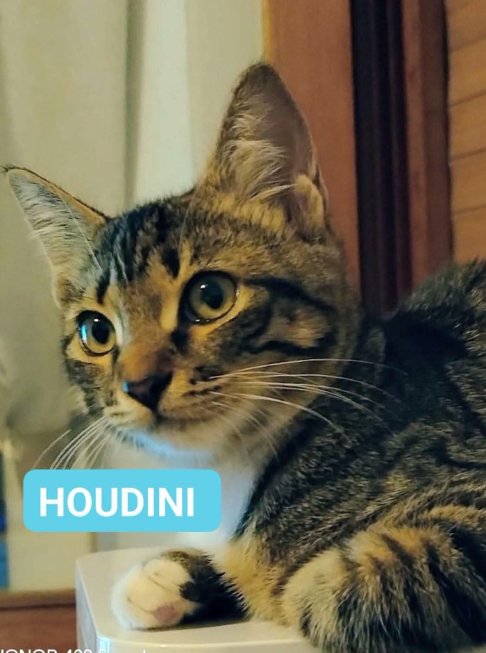 HOUDINI urgentissimo!!  rischia di tornare per strada!