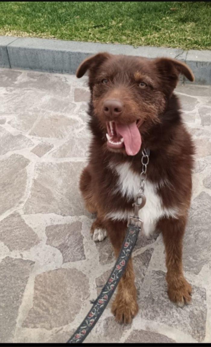 3anni fulvo occhi ambra..NESSUNO CHIAMA X CIRO! SUD
