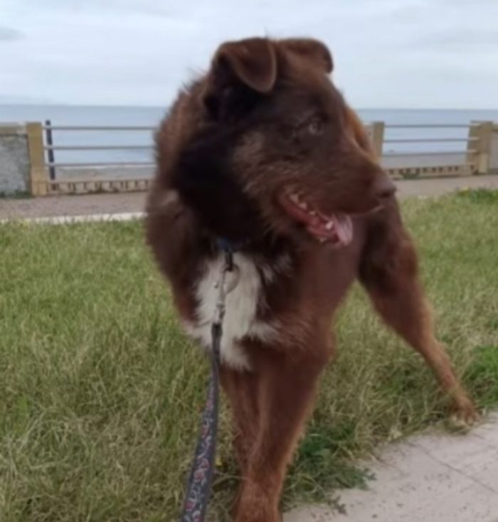 3anni fulvo occhi ambra..NESSUNO CHIAMA X CIRO! SUD