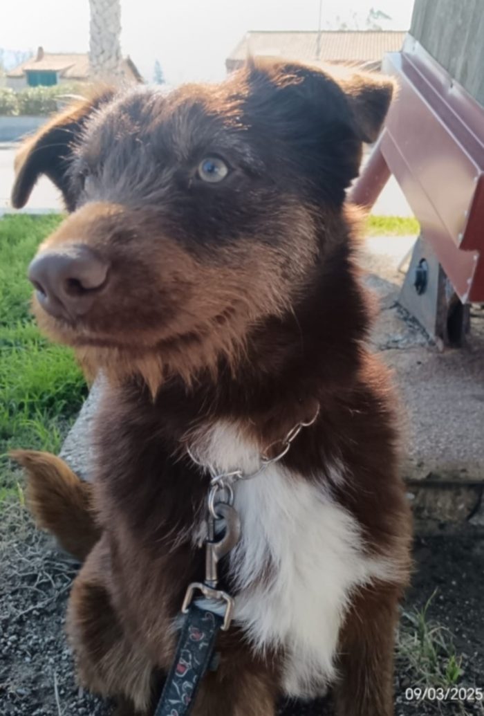 3anni fulvo occhi ambra..NESSUNO CHIAMA X CIRO! SUD