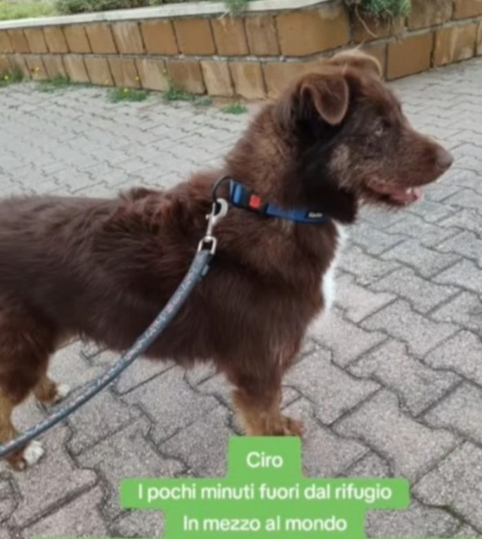 3anni fulvo occhi ambra..NESSUNO CHIAMA X CIRO! SUD - media 4