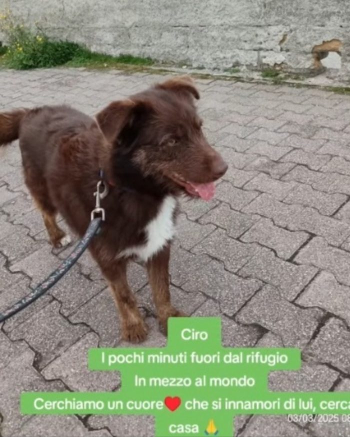 3anni fulvo occhi ambra..NESSUNO CHIAMA X CIRO! SUD - media 6
