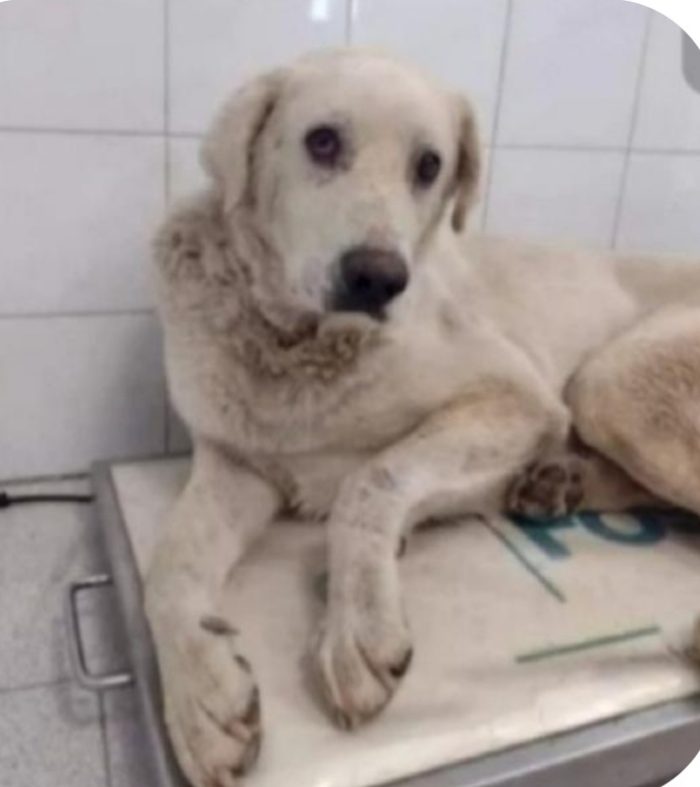 Cubo 9anni..una vita in 1lager di 2000cani..salvato 1anno fa aspetta 1miracolo! ROMA