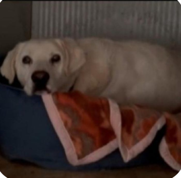 Cubo 9anni..una vita in 1lager di 2000cani..salvato 1anno fa aspetta 1miracolo! ROMA