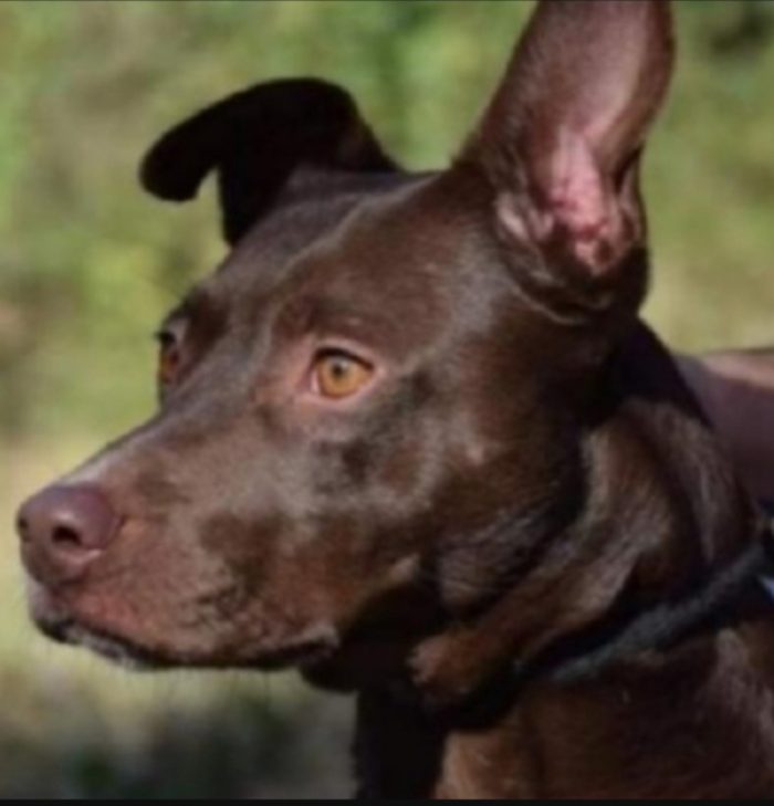 Leila 10anni una vita in canile, nessuno l ha voluta .FROSINONE