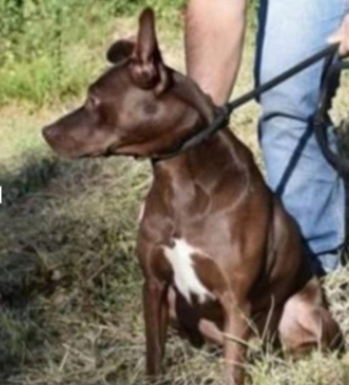 Leila 10anni una vita in canile, nessuno l ha voluta .FROSINONE