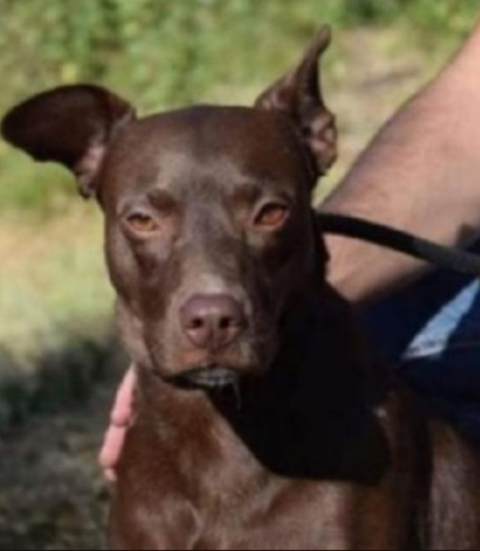 Leila 10anni una vita in canile, nessuno l ha voluta .FROSINONE