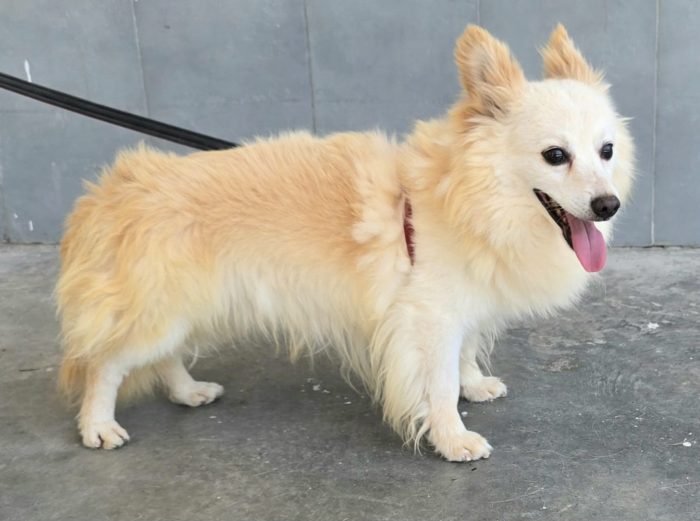Linus 6 anni Taglia piccola