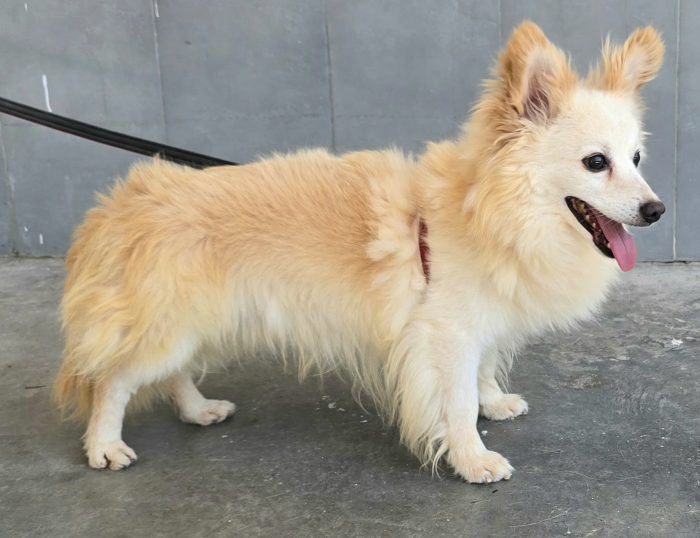 Linus 6 anni Taglia piccola