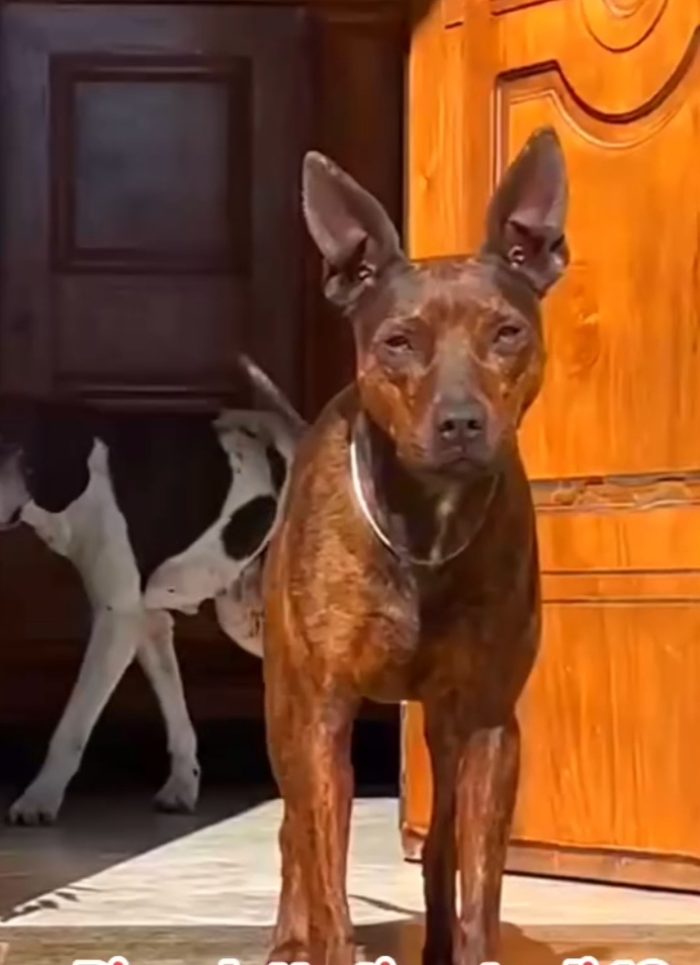 Tigratino mix Pinscher 4anni kg12/13 RIMASTO SOLO! CASERTA