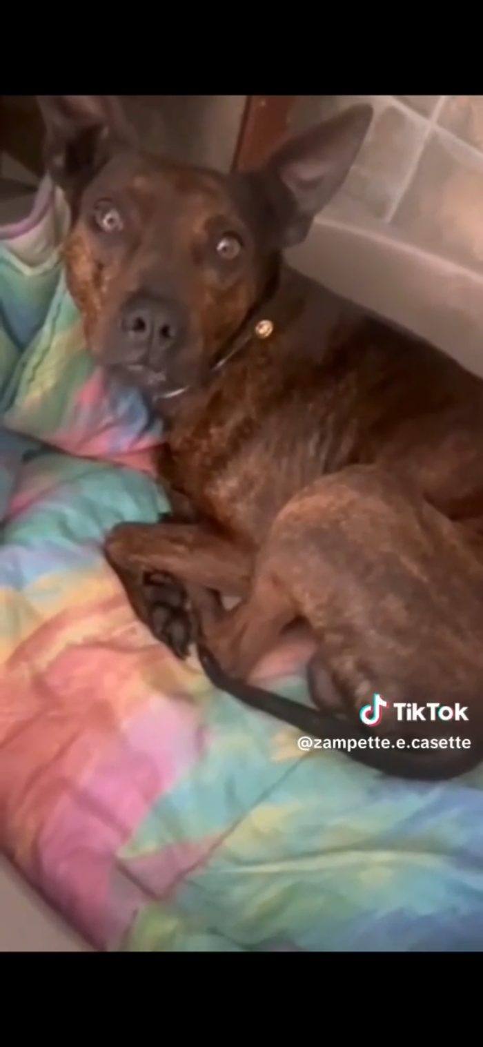 Tigratino mix Pinscher 4anni kg12/13 RIMASTO SOLO! CASERTA
