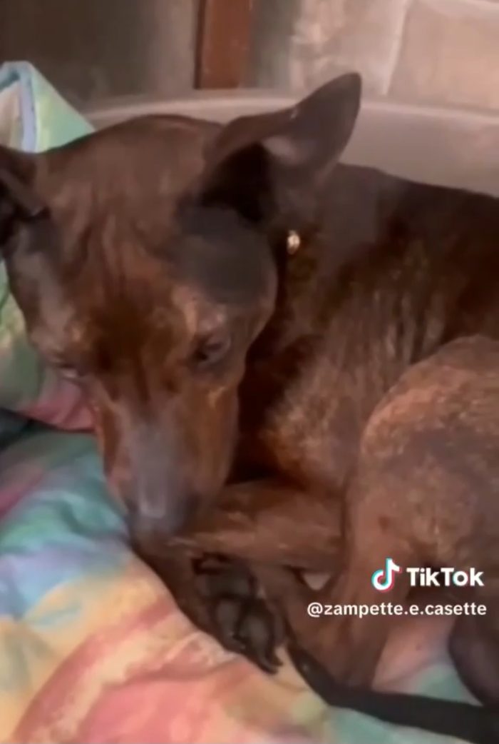 Tigratino mix Pinscher 4anni kg12/13 RIMASTO SOLO! CASERTA - media 4