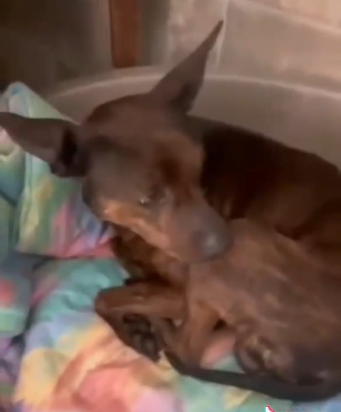 Tigratino mix Pinscher 4anni kg12/13 RIMASTO SOLO! CASERTA - media 5