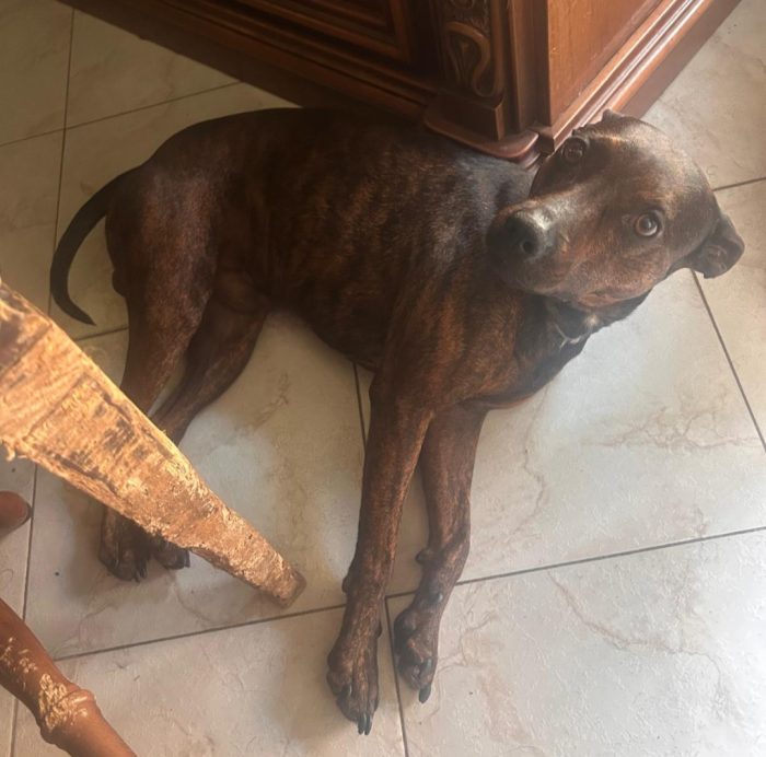 Tigratino mix Pinscher 4anni kg12/13 RIMASTO SOLO! CASERTA