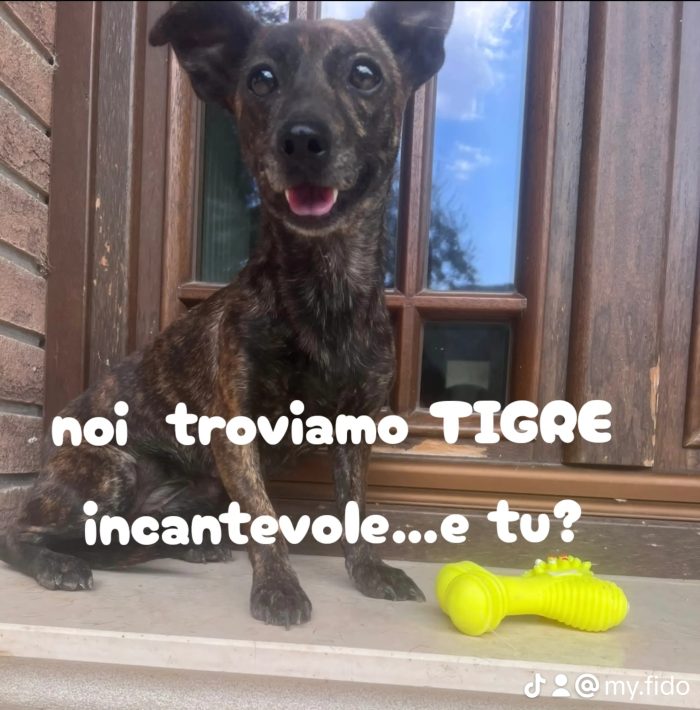 Tigre, che una tigre non è 😍