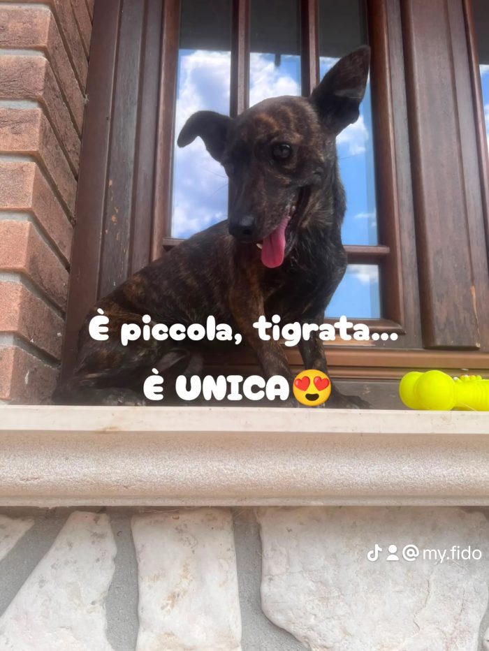 Tigre, che una tigre non è 😍