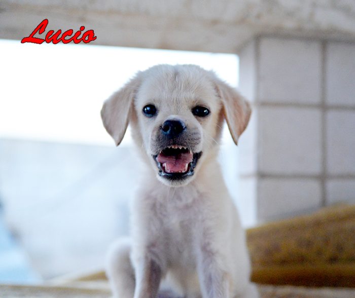 Lucio, dolce e simpatico cucciolo in adozione - media 4