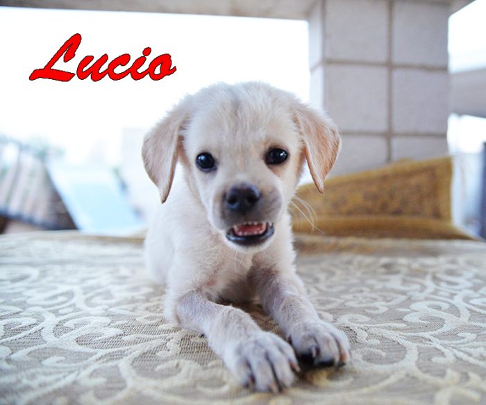 Lucio, dolce e simpatico cucciolo in adozione
