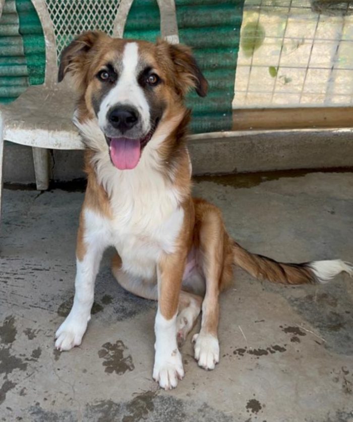 Tobia 3anni bello e buono tg media in rifugio da cucciolo SOS CALTANISSETTA