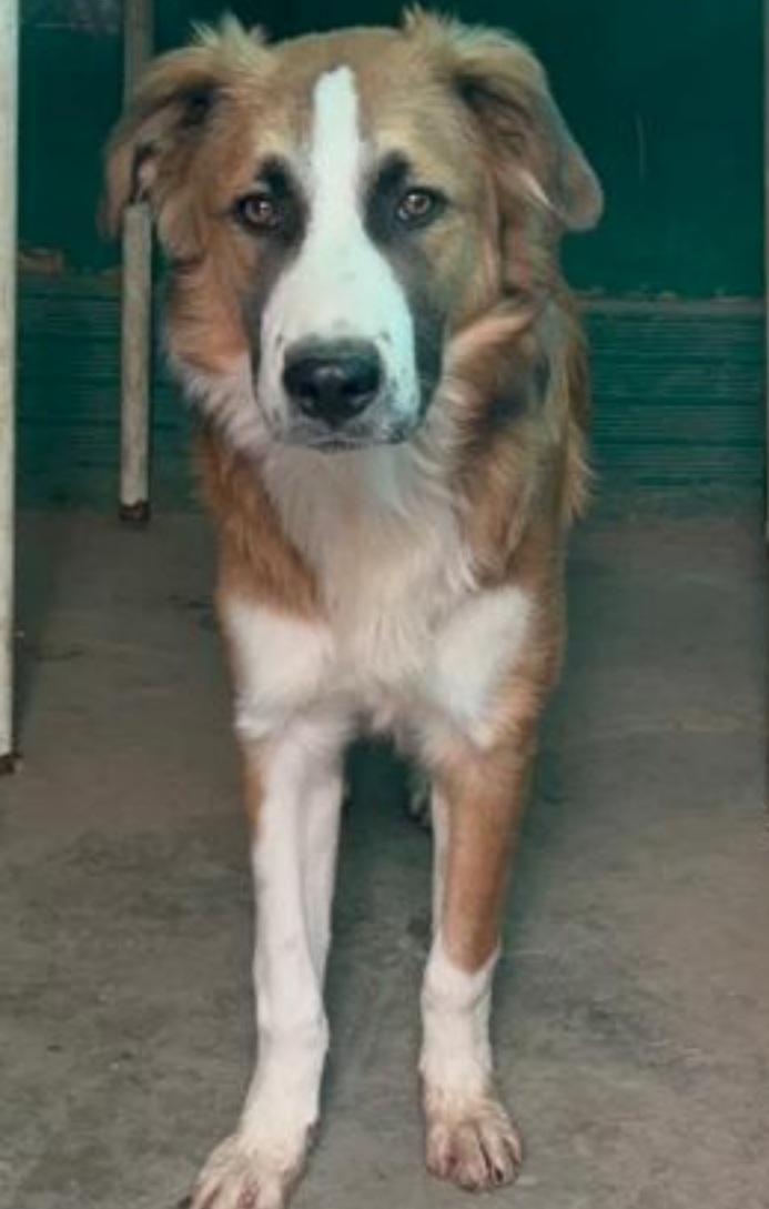 Tobia 3anni bello e buono tg media in rifugio da cucciolo SOS CALTANISSETTA