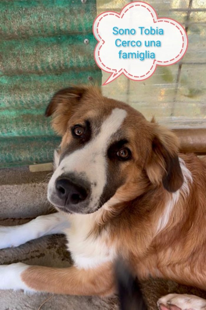 Tobia 3anni bello e buono tg media in rifugio da cucciolo SOS CALTANISSETTA