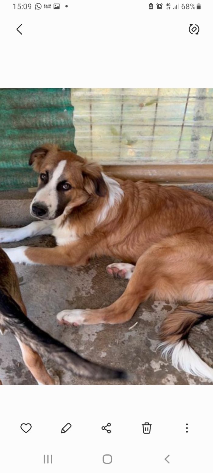 Tobia 3anni bello e buono tg media in rifugio da cucciolo SOS CALTANISSETTA - media 4