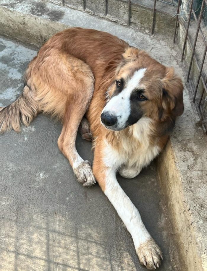 Tobia 3anni bello e buono tg media in rifugio da cucciolo SOS CALTANISSETTA - media 7