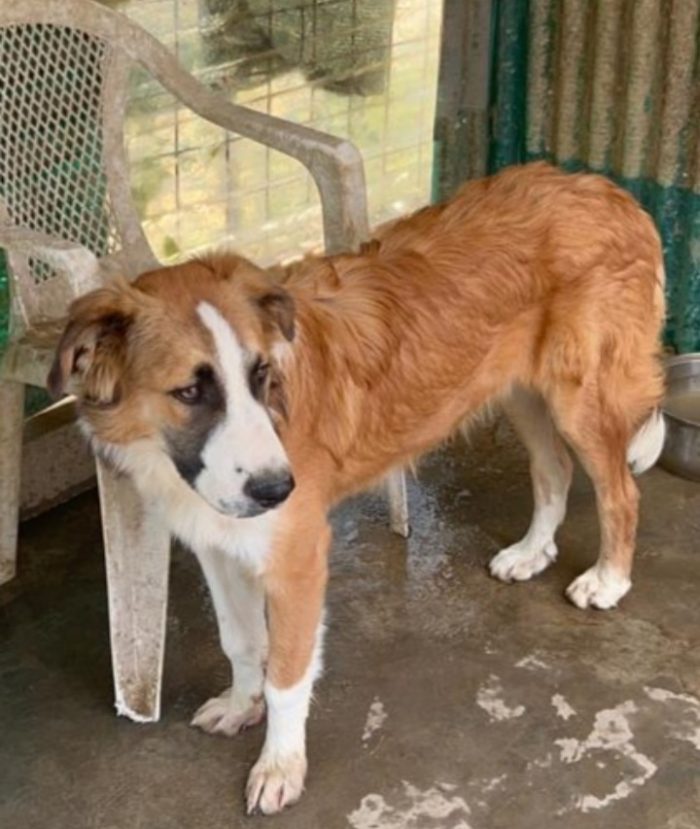 Tobia 3anni bello e buono tg media in rifugio da cucciolo SOS CALTANISSETTA - media 6